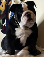 processed/6ef59d22-6c70-4f73-a738-cd00d20c0cc0/listing/57da2c9b-e067-495c-ab3a-8d6a87c4e2ec/da8b5cf9-835c-4585-8f7b-717c5f8d85bf