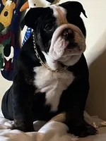 processed/6ef59d22-6c70-4f73-a738-cd00d20c0cc0/listing/57da2c9b-e067-495c-ab3a-8d6a87c4e2ec/db8346ce-2402-486d-835e-898114722af7