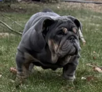 Glo, a female English Bulldog for sale in Egg Harbor City, NJ – 6 of 6