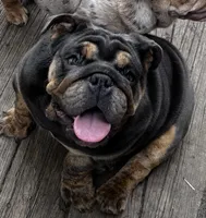 Glo, a female English Bulldog for sale in Egg Harbor City, NJ – 2 of 6