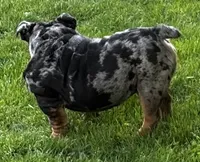 Dollar, a male English Bulldog for sale in Egg Harbor City, NJ – 2 of 5