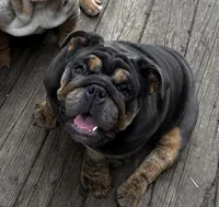 Glo, a female English Bulldog for sale in Egg Harbor City, NJ – 3 of 6