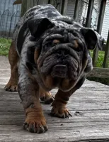 Dollar, a male English Bulldog for sale in Egg Harbor City, NJ – 6 of 8