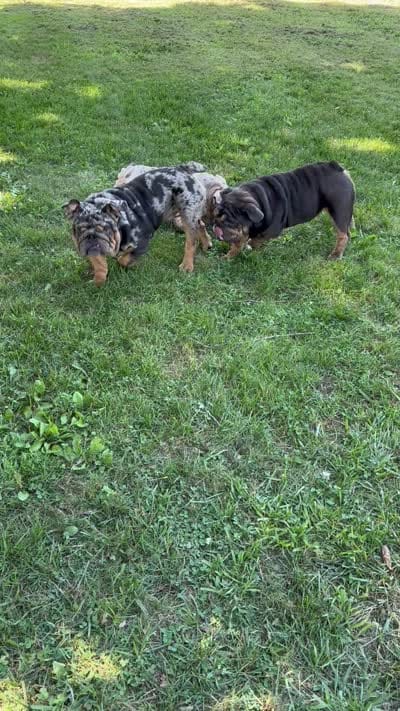 Dollar, a male English Bulldog for sale in Egg Harbor City, NJ – 5 of 5