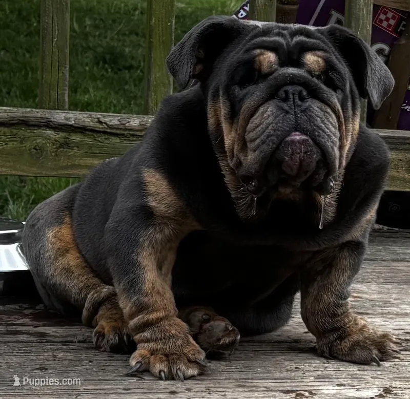 Glo – English Bulldog puppy for sale in Egg Harbor City, NJ