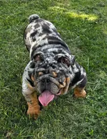 Dollar, a male English Bulldog for sale in Egg Harbor City, NJ – 4 of 5