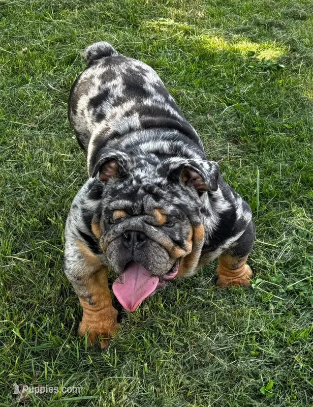 Dollar – English Bulldog puppy for sale in Egg Harbor City, NJ