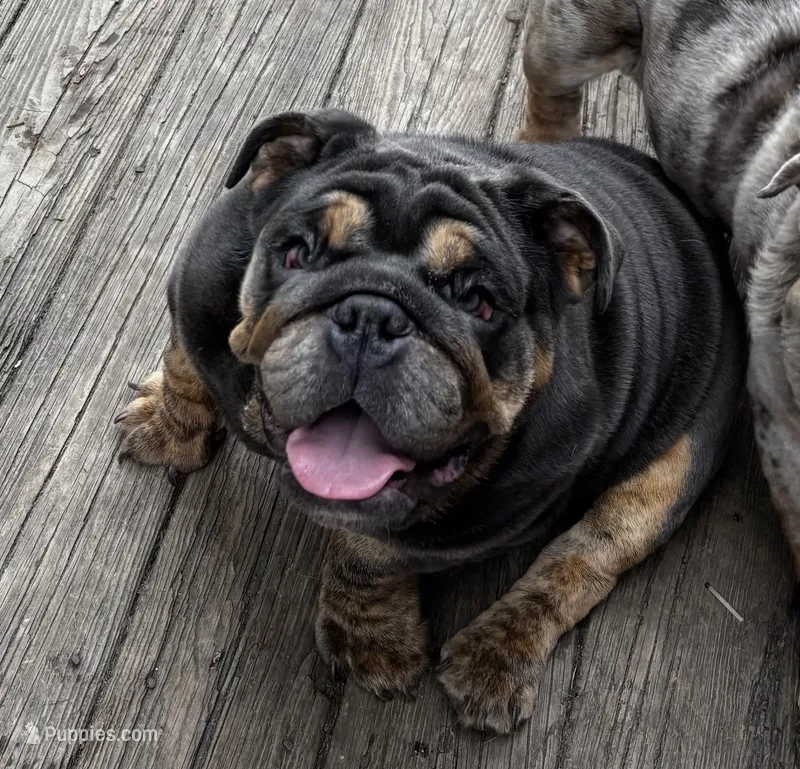 Glo, a female English Bulldog for sale in Egg Harbor City, NJ – 1 of 6