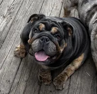 Glo, a female English Bulldog for sale in Egg Harbor City, NJ – 1 of 6