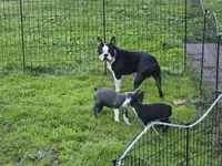 Chunk, a male Boston Terrier for sale in Lewisville, OH – 9 of 10
