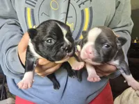 Chunk, a male Boston Terrier for sale in Lewisville, OH – Photo 7 of 7