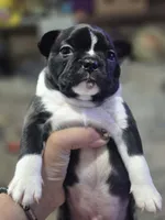 Chunk, a male Boston Terrier for sale in Lewisville, OH – Photo 1 of 7
