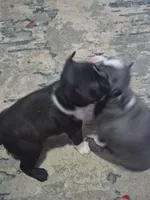 Chunk, a male Boston Terrier for sale in Lewisville, OH – Photo 4 of 7