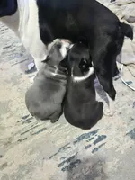 Chunk, a male Boston Terrier for sale in Lewisville, OH – Photo 5 of 7