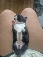 Chunk, a male Boston Terrier for sale in Lewisville, OH – Photo 3 of 7