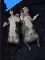 Chunk, a male Boston Terrier for sale in Lewisville, OH – Photo 6 of 7