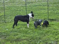 Chunk, a male Boston Terrier for sale in Lewisville, OH – 8 of 10