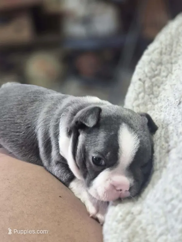 Sailor – Boston Terrier puppy for sale in Lewisville, OH