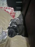 Sailor, a male Boston Terrier for sale in Lewisville, OH – Photo 2 of 3