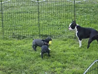 Sailor, a male Boston Terrier for sale in Lewisville, OH – 6 of 7