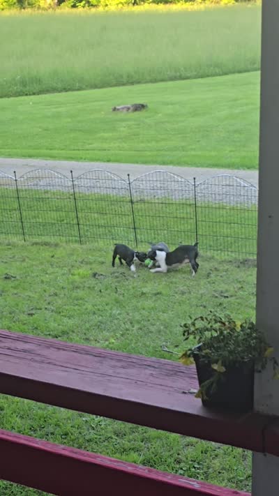 Chunk, a male Boston Terrier for sale in Lewisville, OH – 10 of 10