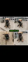 Green collar , a male German Shepherd Dog for sale in Pittsburg, CA – 2 of 6