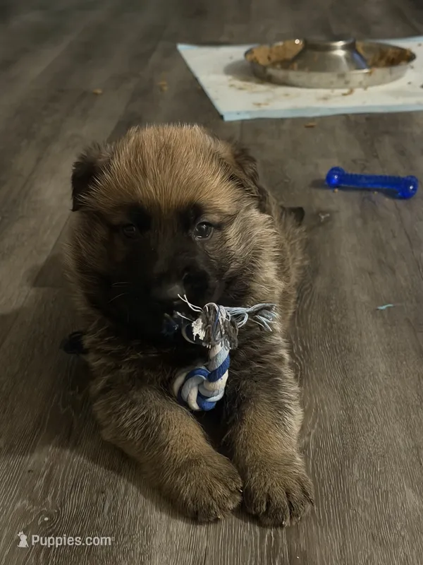 Green collar  – German Shepherd Dog puppy for sale in Pittsburg, CA