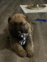 Green collar , a male German Shepherd Dog for sale in Pittsburg, CA – 1 of 6