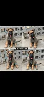 Blue collar , a male German Shepherd Dog for sale in Pittsburg, CA – 4 of 5