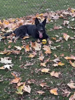 Alise , a female German Shepherd Dog for sale in Pittsburg, CA – 2 of 2