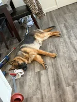 Zara, a female German Shepherd Dog for sale in Pittsburg, CA – 4 of 5