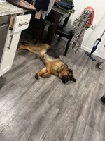 Zara, a female German Shepherd Dog for sale in Pittsburg, CA – 5 of 5