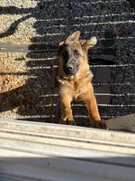 Zara, a female German Shepherd Dog for sale in Pittsburg, CA – 3 of 5