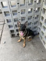 Jax, a male German Shepherd Dog for sale in Pittsburg, CA – 2 of 4