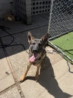 Jax, a male German Shepherd Dog for sale in Pittsburg, CA – 3 of 4