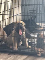 Green collar , a male German Shepherd Dog for sale in Pittsburg, CA – 6 of 6