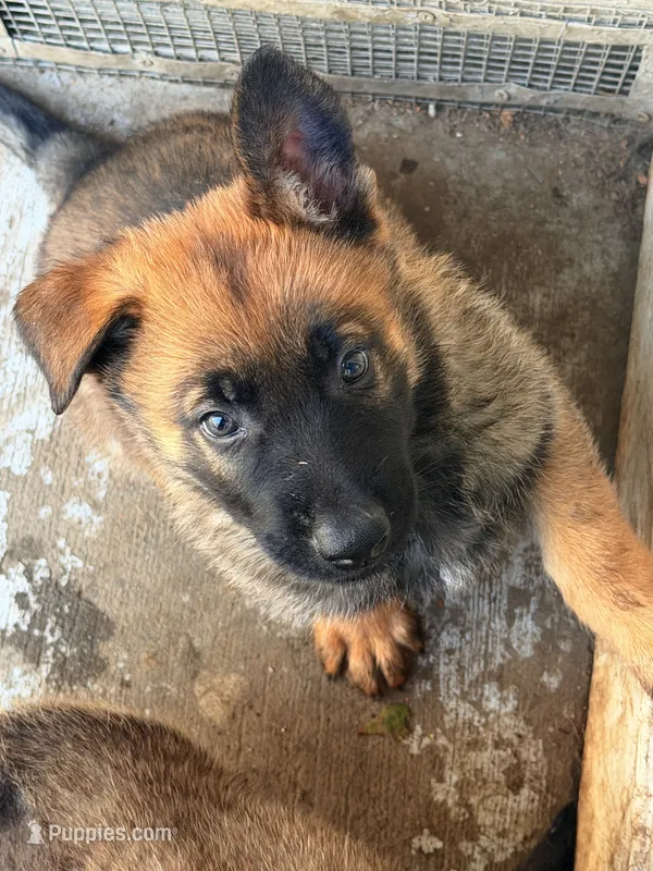 Black collar  – German Shepherd Dog puppy for sale in Pittsburg, CA