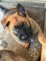 Black collar , a male German Shepherd Dog for sale in Pittsburg, CA – 4 of 7