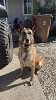Rolex, a male Belgian Malinois for sale in Pittsburg, CA – 2 of 3