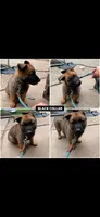 Black collar , a male German Shepherd Dog for sale in Pittsburg, CA – 3 of 7