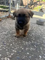 Red collar , a male German Shepherd Dog for sale in Pittsburg, CA – 5 of 5