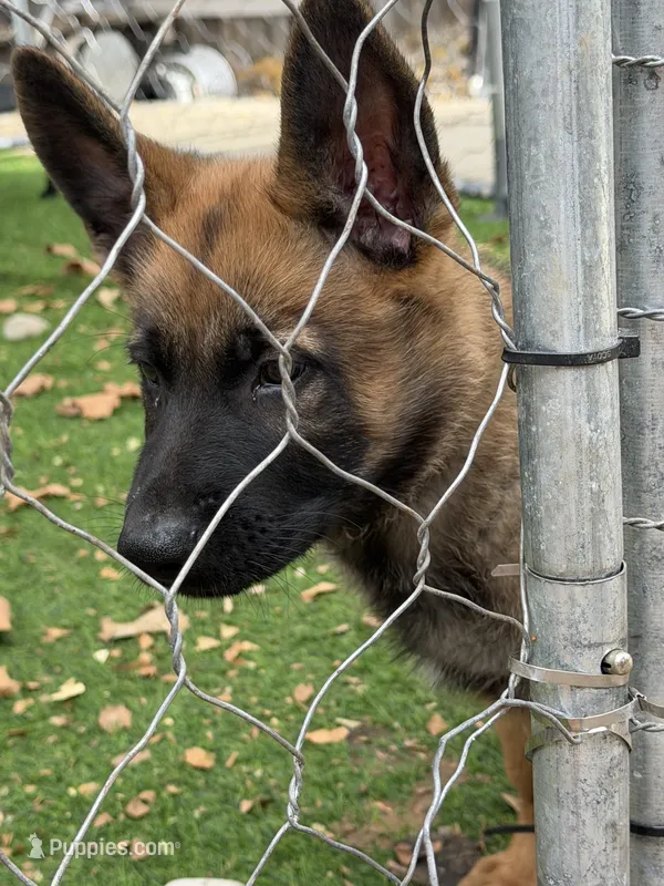 Black collar  – German Shepherd Dog puppy for sale in Pittsburg, CA