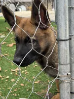 Black collar , a male German Shepherd Dog for sale in Pittsburg, CA – 1 of 6