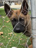 Black collar , a male German Shepherd Dog for sale in Pittsburg, CA – 3 of 6