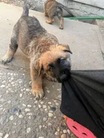 Green collar , a male German Shepherd Dog for sale in Pittsburg, CA – 5 of 6