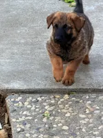 Red collar , a male German Shepherd Dog for sale in Pittsburg, CA – 3 of 5