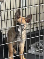 Black collar , a male German Shepherd Dog for sale in Pittsburg, CA – 5 of 6