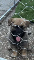 Green collar , a male German Shepherd Dog for sale in Pittsburg, CA – 4 of 6