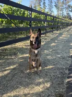 Rolex, a male Belgian Malinois for sale in Pittsburg, CA – 3 of 3