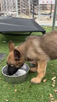 Black collar , a male German Shepherd Dog for sale in Pittsburg, CA – 6 of 6
